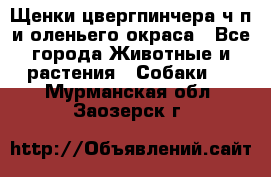 Щенки цвергпинчера ч/п и оленьего окраса - Все города Животные и растения » Собаки   . Мурманская обл.,Заозерск г.